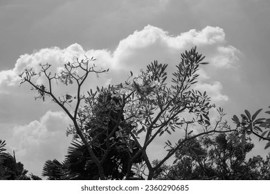 black and white from a tabebuya tree whose leaves have fallen off and flowers are growing on the branches