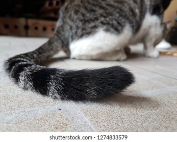 猫の尻尾 の画像 写真素材 ベクター画像 Shutterstock