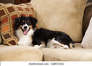 Black, White And Tan Dog Lying On Couch