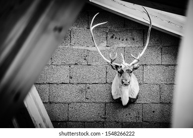 A Black And White Taxidermy Mounted Stag Head Hanging On A Rustic Concrete Wall. Selective Focus