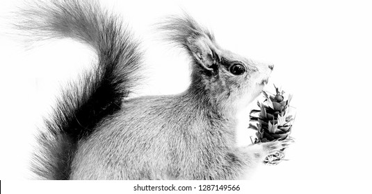 Black And White Taxidermy Of Squirrel In Museum