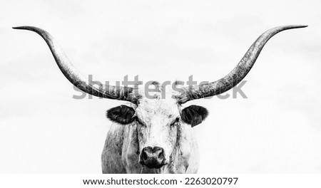 Black and white Texas Longhorn