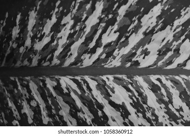 Black and White texture leaf devil's ivy - Powered by Shutterstock
