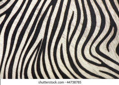 black and white texture of zebra skin