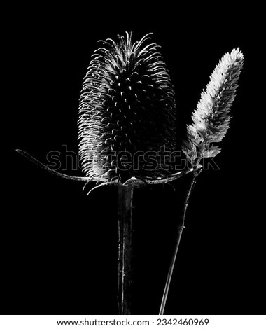 Black and White - Thistle and Wheat 
