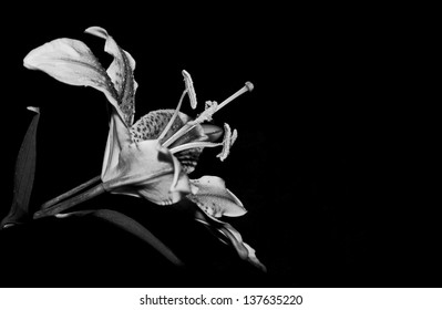 917 Black And White Tiger Lily Images, Stock Photos & Vectors ...