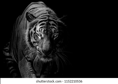 Black and white Tiger portrait in front of black background