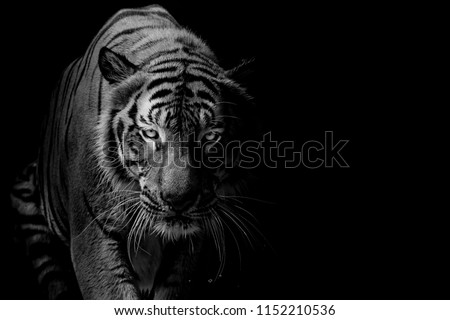 Black and white Tiger portrait in front of black background