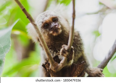 black and white titi monkey sitting on a tree branch	
				
