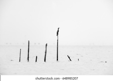 Black And White Tones In Minimalist Photography