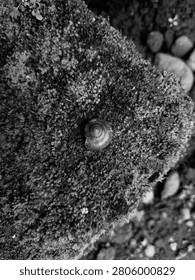 Black and white top down view of a single land snail shell on thick moss. Monochrome fine art texture of a round snail shell centered on a fresh mossy stone.