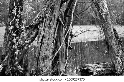 Black and white tree