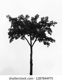 Black and white tree
