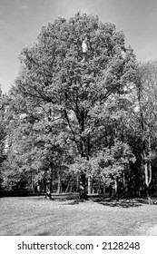 Black and white tree