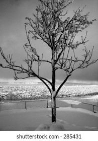 Black and white tree