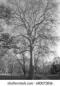 Black and White Tree