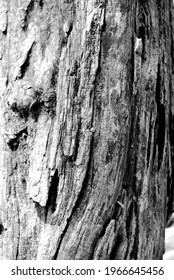 Black And White Tree Bark