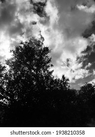 Black and white tree with clouds 