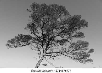 Black And White Tree On The French Riviera 