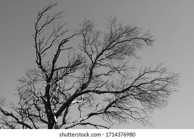 Black And White Tree On The French Riviera 