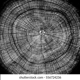 Black And White Tree Rings. Tree Stump With Annual Rings As A Wood Pattern. Background Texture Or Alpha Channel.