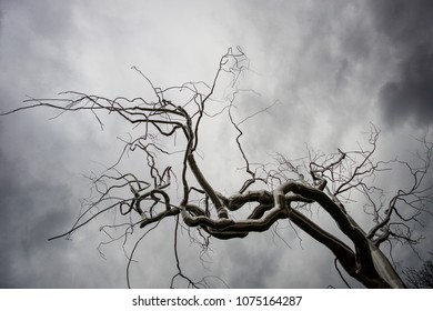 Black White Tree Tangled Branches Stock Photo 1075164287 | Shutterstock