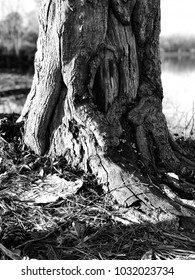 Black & White Tree Trunk