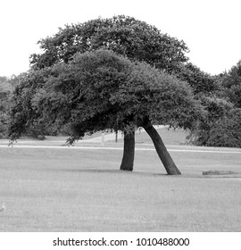 Black and White Trees