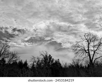 black and white trees with clouds
