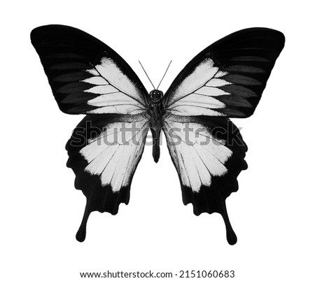Black and white tropical butterfly isolated on white. Butterfly Ulysses.	
