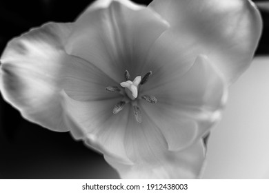 Black and white tulip up close.
