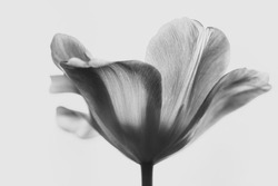 Black And White Of Tulip Flower