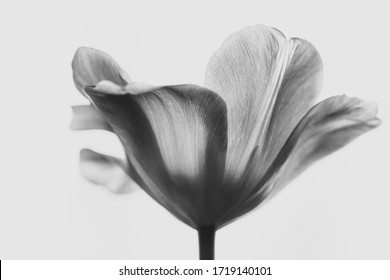 Black and white of tulip flower - Powered by Shutterstock