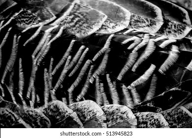 Black And White Turkey Feather Texture.