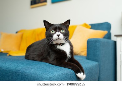 Black And White Tuxedo Cat