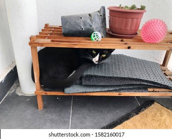 Black And White Tuxedo Cat Hiding At His Favourite Spot