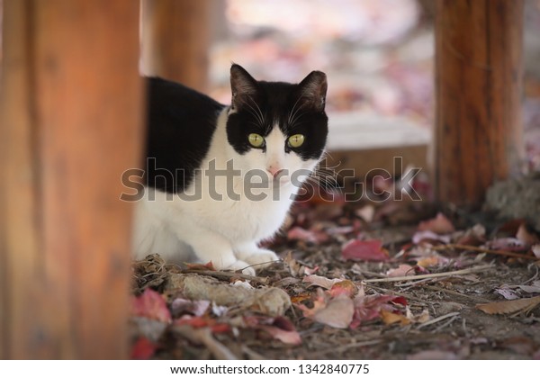 Black White Tuxedo Cat Korean Short Stock Photo Edit Now 1342840775