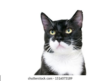A black and white Tuxedo cat with its left ear tipped, indicating that is has been spayed or neutered and vaccinated as part of a Trap Neuter Return program