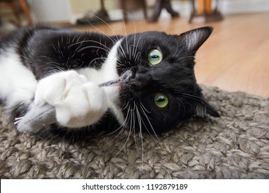Black and white tuxedo cat playing with a catnip mouse