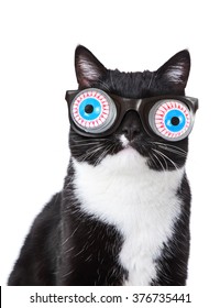 Black and White tuxedo cat wearing funny spring eyeball glasses 