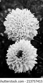 
Black And White Twin Flower