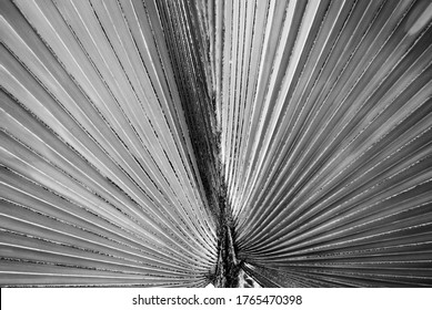 Black And White Underside Of Palm Frond