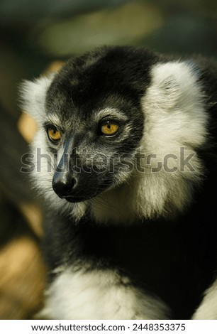 black and white Vari Lemuridae looking thoughtfully