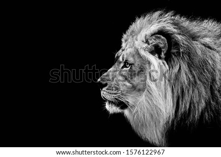 Black and white version of a lion.