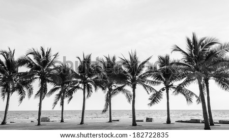 Black & White view of Beautiful beach with palms, Thailand