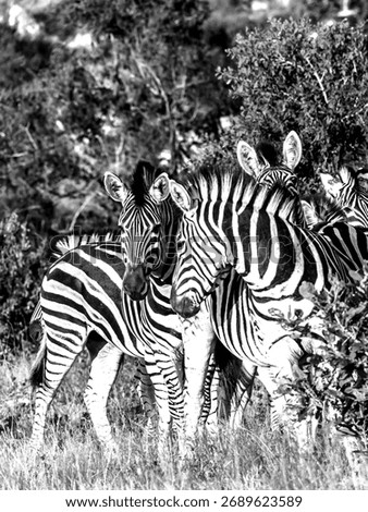 Black and white view of interactions between zebras of a Zeal of zebras