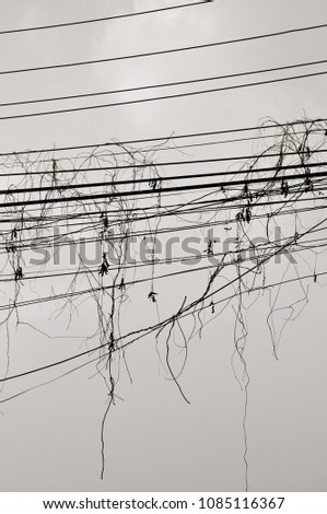 Similar – Image, Stock Photo Vineyard in the morning