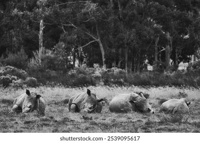 A black and white view of Rhinoceros resting in savannas - Powered by Shutterstock