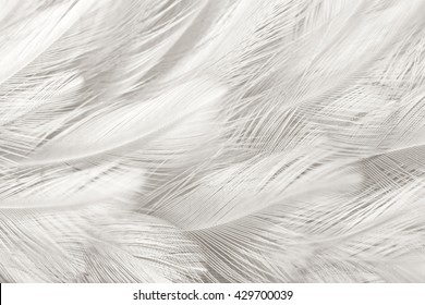 Black And White Vintage Color Trends Chicken Feather Texture Background