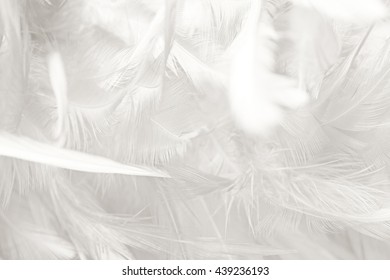 Black and white vintage color trends chicken feather texture background - Shutterstock ID 439236193